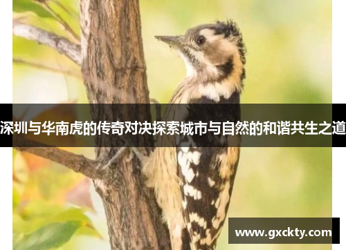 深圳与华南虎的传奇对决探索城市与自然的和谐共生之道